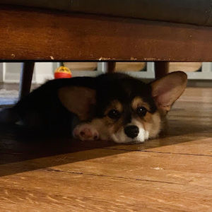 Meet your Posher, Madeline-rose